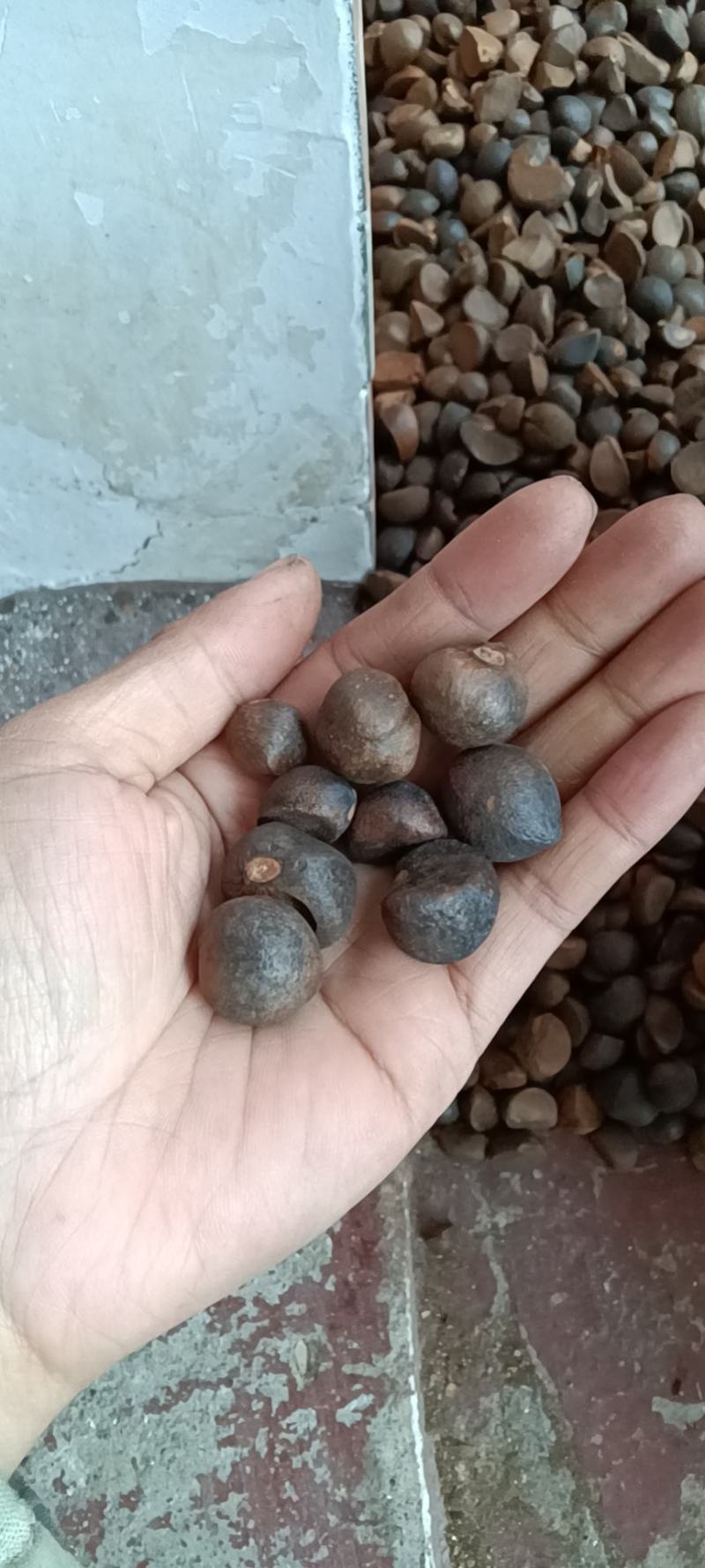 山茶籽，油率高，无霉变，手摘，价优
