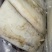 【免处理】新鲜大鱿鱼去头去内脏鱿鱼片八爪鱼章鱼烧烤火锅食