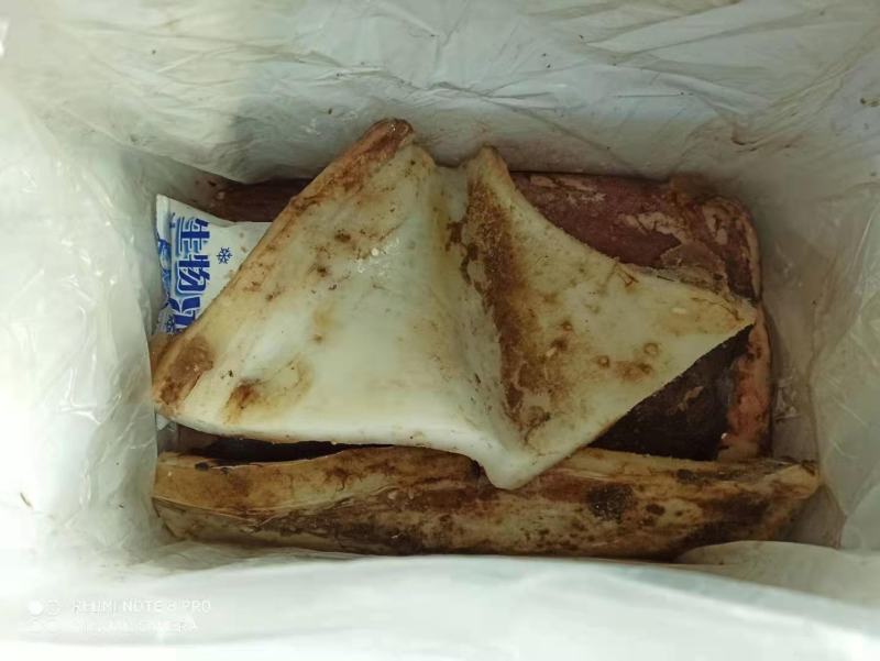 【免处理】新鲜大鱿鱼去头去内脏鱿鱼片八爪鱼章鱼烧烤火锅食