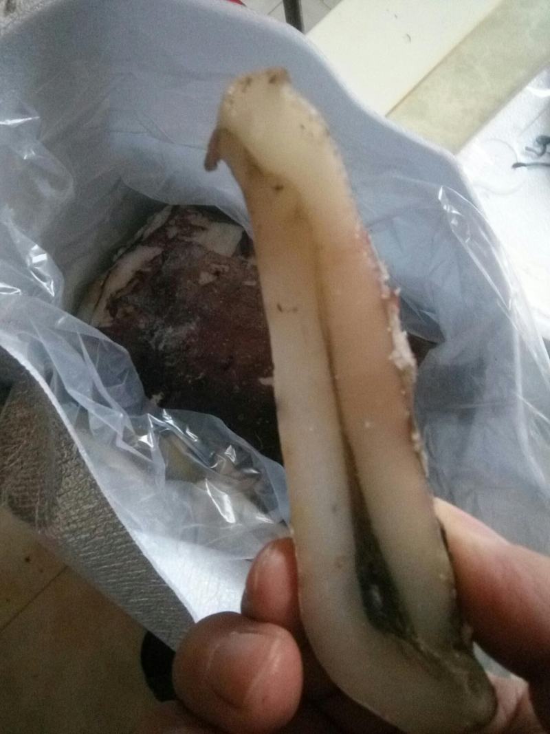 【免处理】新鲜大鱿鱼去头去内脏鱿鱼片八爪鱼章鱼烧烤火锅食