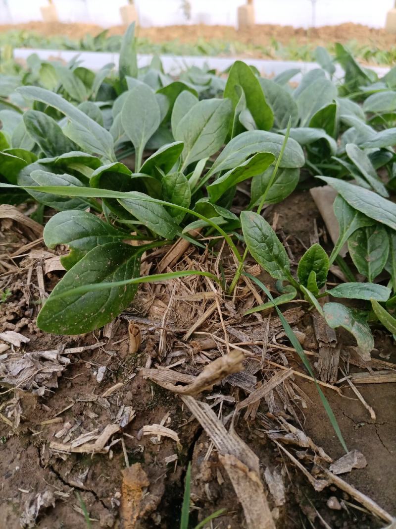 精品小菠菜！阳历春节上市