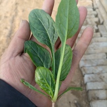 精品小菠菜！阳历春节上市