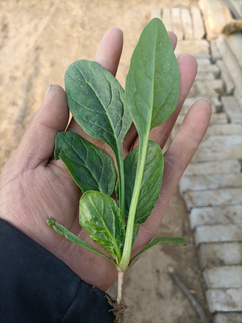 精品小菠菜！阳历春节上市