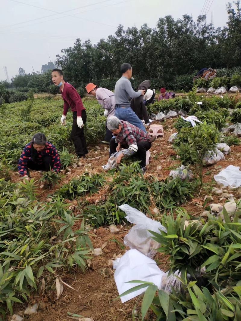 楠竹苗，毛竹苗，自种自销基地直供，诚邀新老客商实地订购