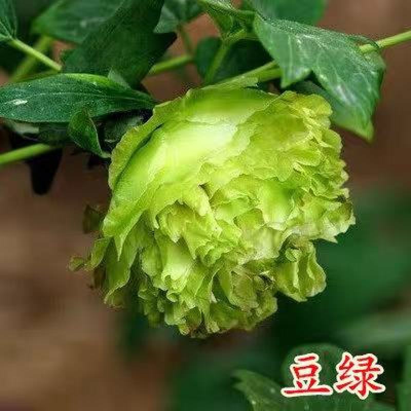 牡丹花国花菏泽牡丹之乡牡丹花苗基地直销