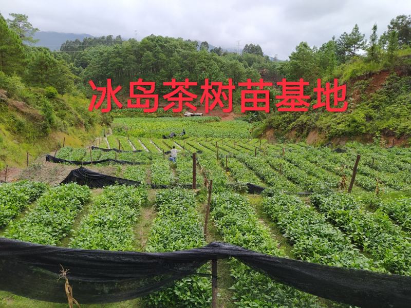 普洱茶树苗云南勐库大叶种冰岛茶树苗绿植树苗乔木