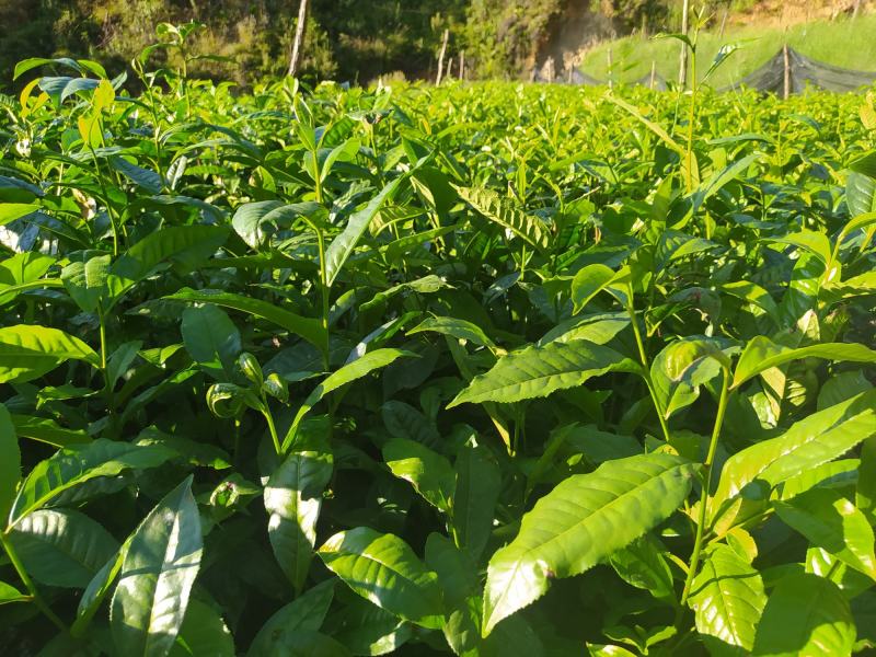 普洱茶树苗云南勐库大叶种冰岛茶树苗绿植树苗乔木