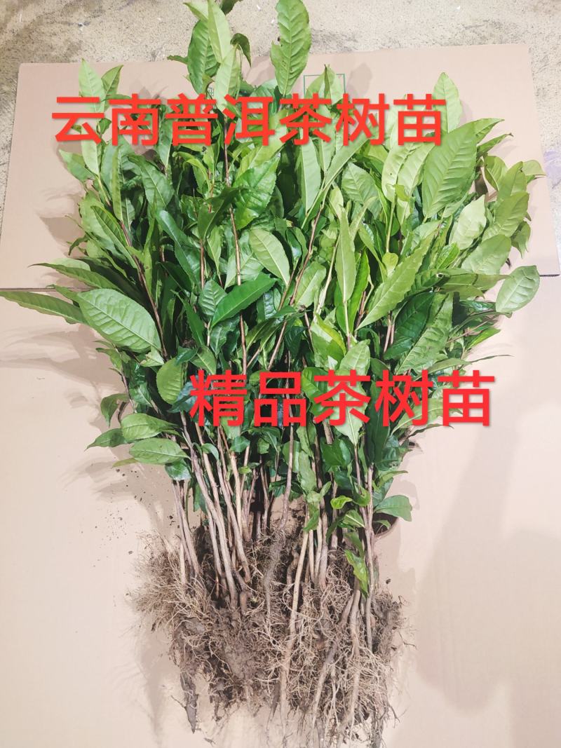 普洱茶树苗云南勐库大叶种冰岛茶树苗绿植树苗乔木
