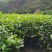 普洱茶树苗云南勐库大叶种冰岛茶树苗绿植树苗乔木