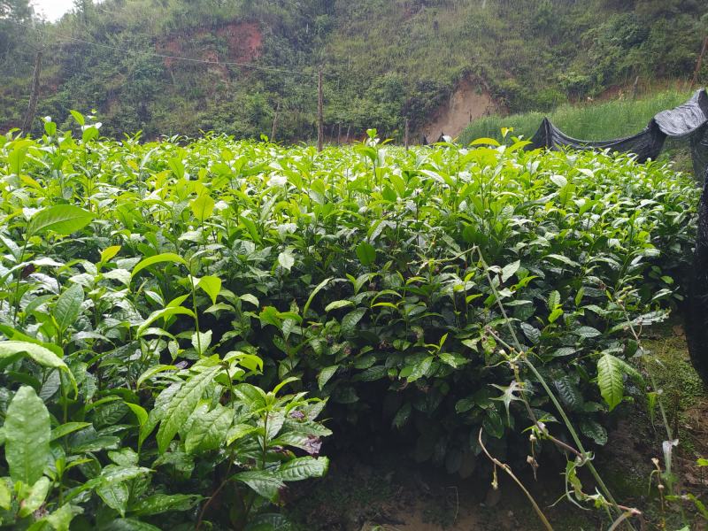 普洱茶树苗云南勐库大叶种冰岛茶树苗绿植树苗乔木
