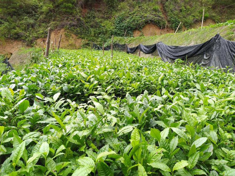 普洱茶树苗云南勐库大叶种冰岛茶树苗绿植树苗乔木