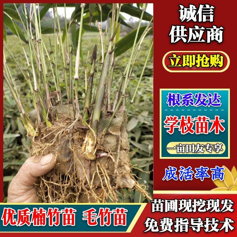 【精品】楠竹苗产地直供种类齐全品质好欢迎合作全国发货