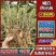 自种自销优质楠竹(毛竹)竹苗大量供应全年有货
