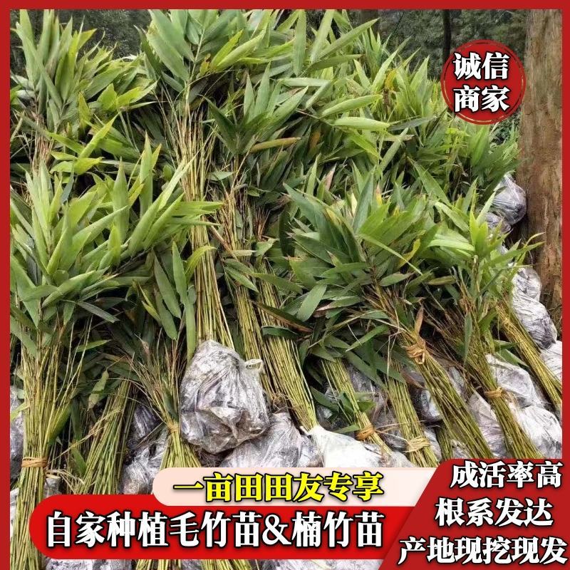 楠竹(毛竹)苗优质竹苗眉山竹苗产地直发货发全国