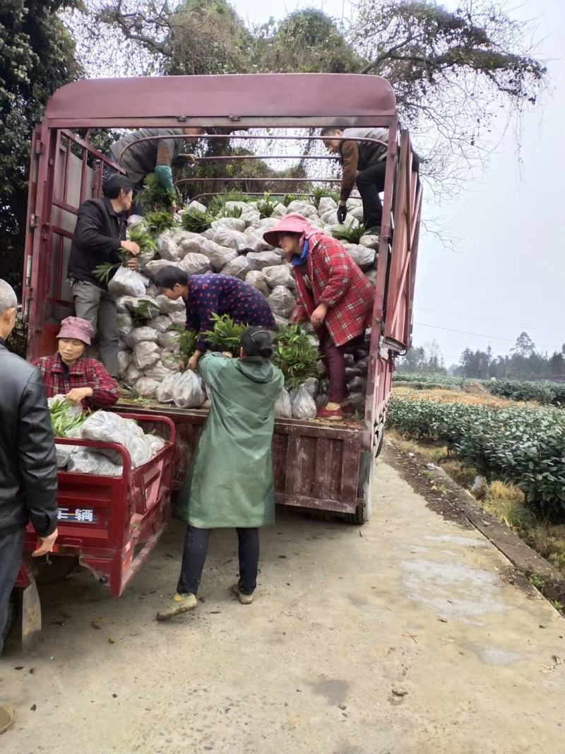 楠竹(毛竹)苗优质竹苗眉山竹苗产地直发货发全国