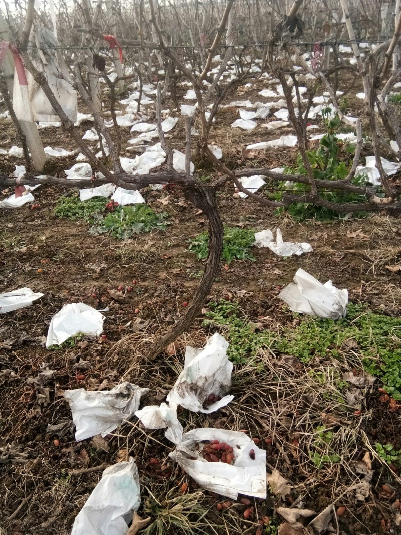 2到4公分的占地葡萄树3万棵