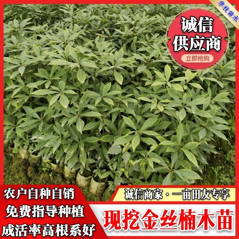 品种优良金丝楠木苗产地直发，量大从优，免费技术指导