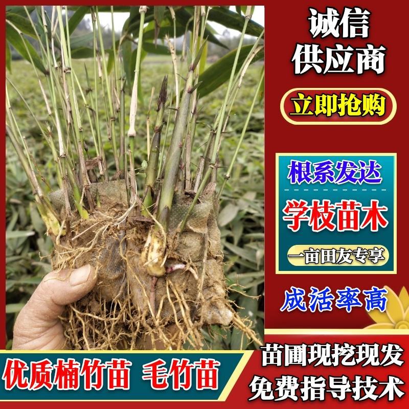 大量供应楠竹营养杯苗量非常大全国发货