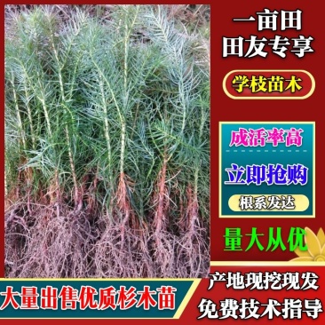 大量出售优质杉木苗，根系完整，成活好，长势旺，现挖现发