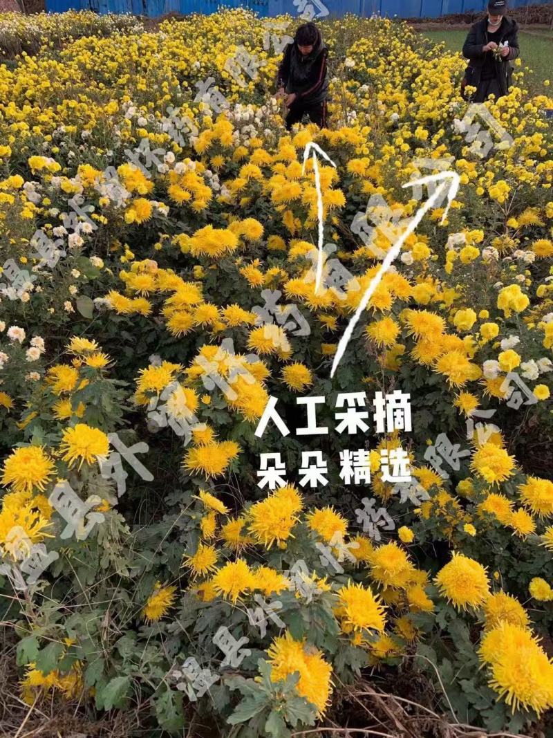 四大怀药怀菊珍品珍珠菊花茶