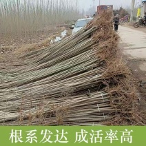 杨树苗107速生杨树苗现已大量上市产地直发货发全国