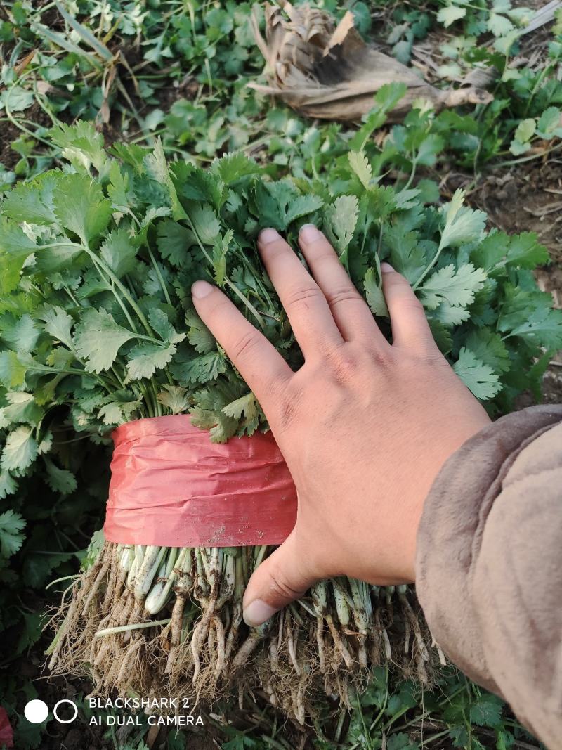 大叶香菜大棚种植基地自产自销现买现摘专业代收