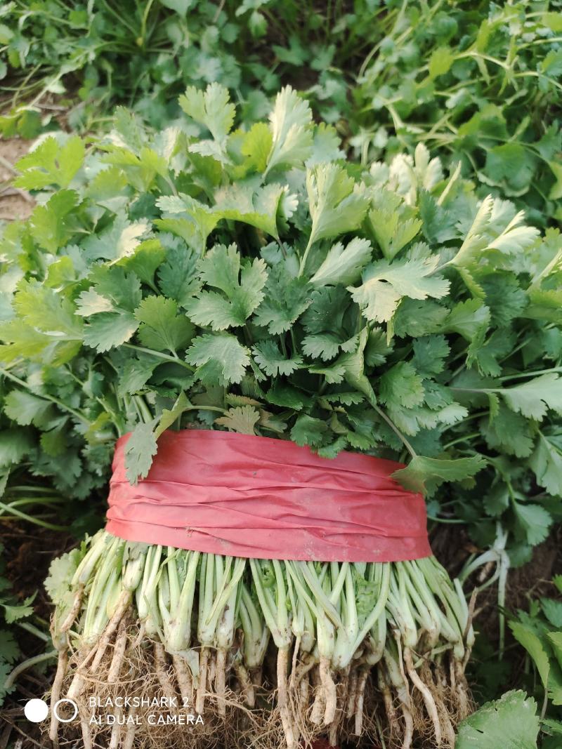 大叶香菜大棚种植基地自产自销现买现摘专业代收