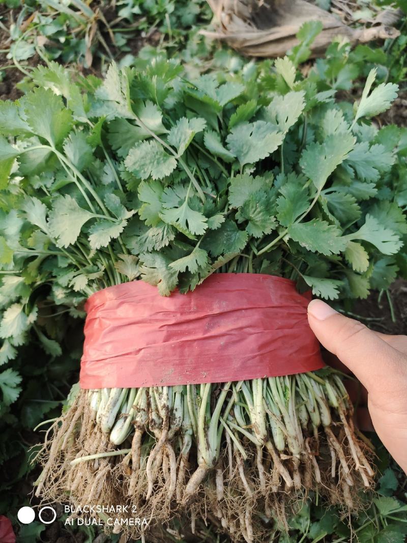 大叶香菜大棚种植基地自产自销现买现摘专业代收