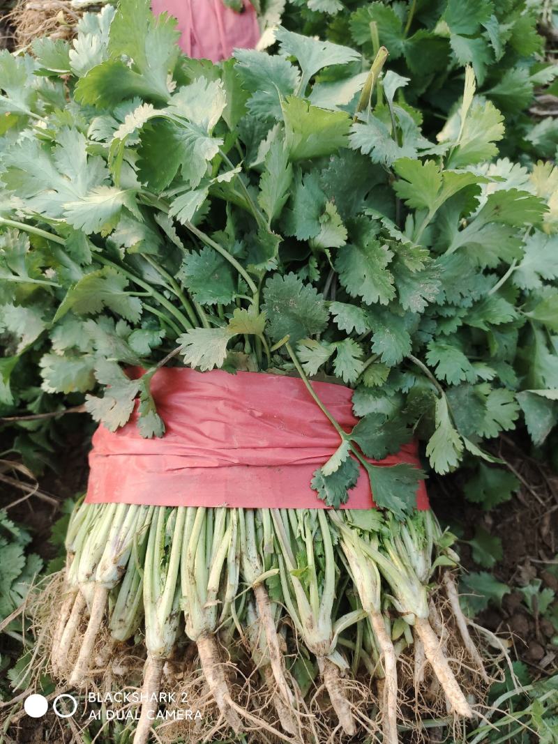 大叶香菜大棚种植基地自产自销现买现摘专业代收