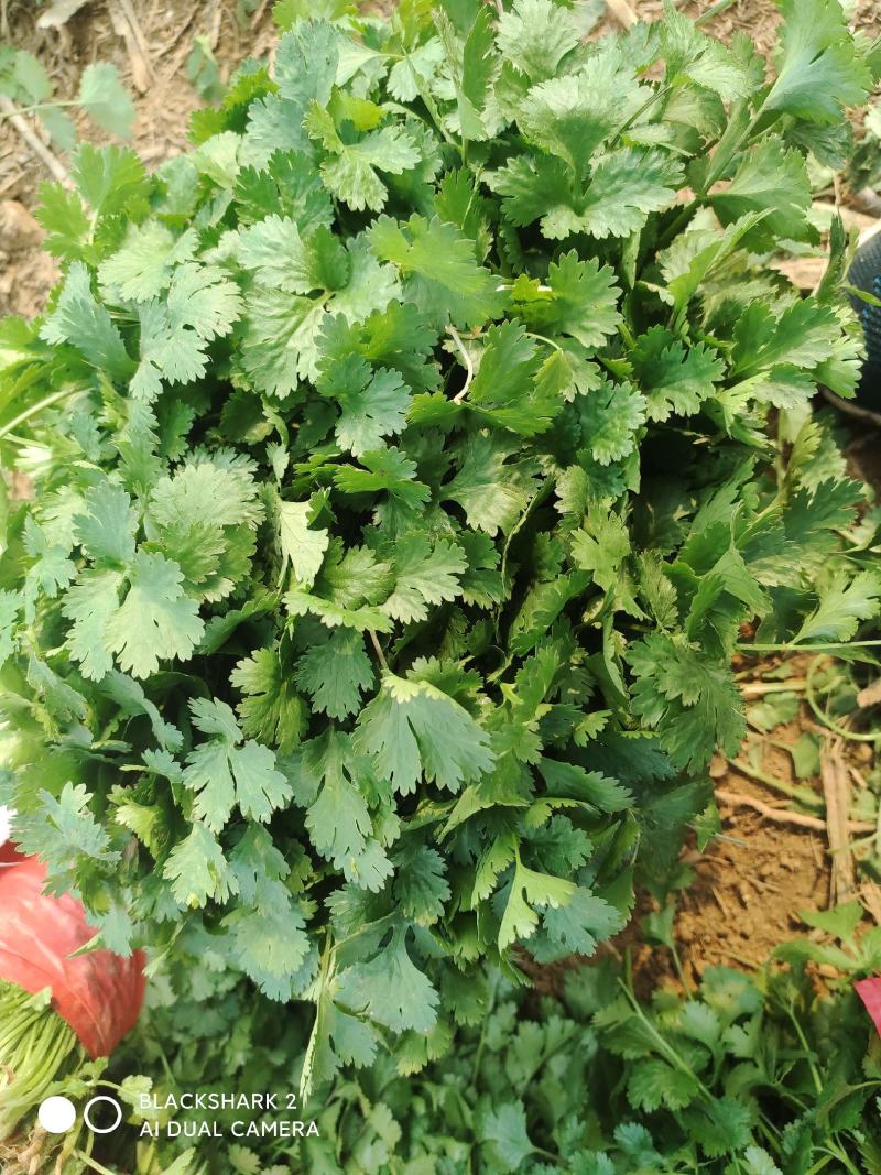 大叶香菜大棚种植基地自产自销现买现摘专业代收
