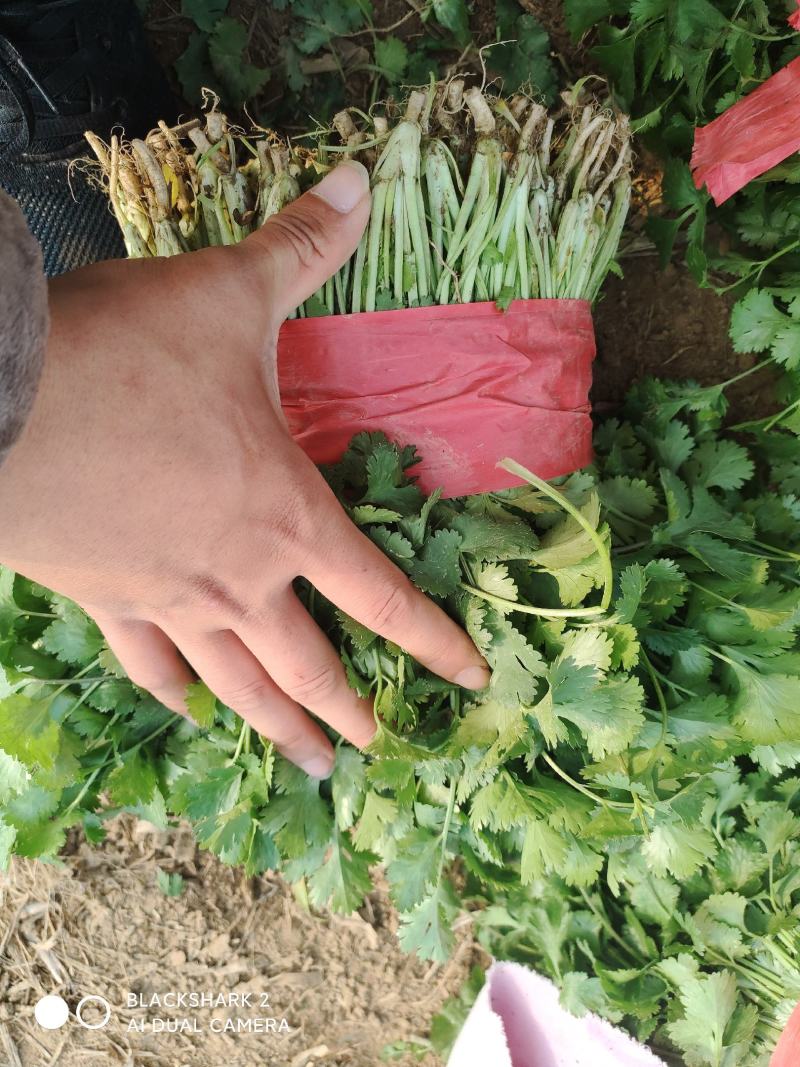 大叶香菜大棚种植基地自产自销现买现摘专业代收
