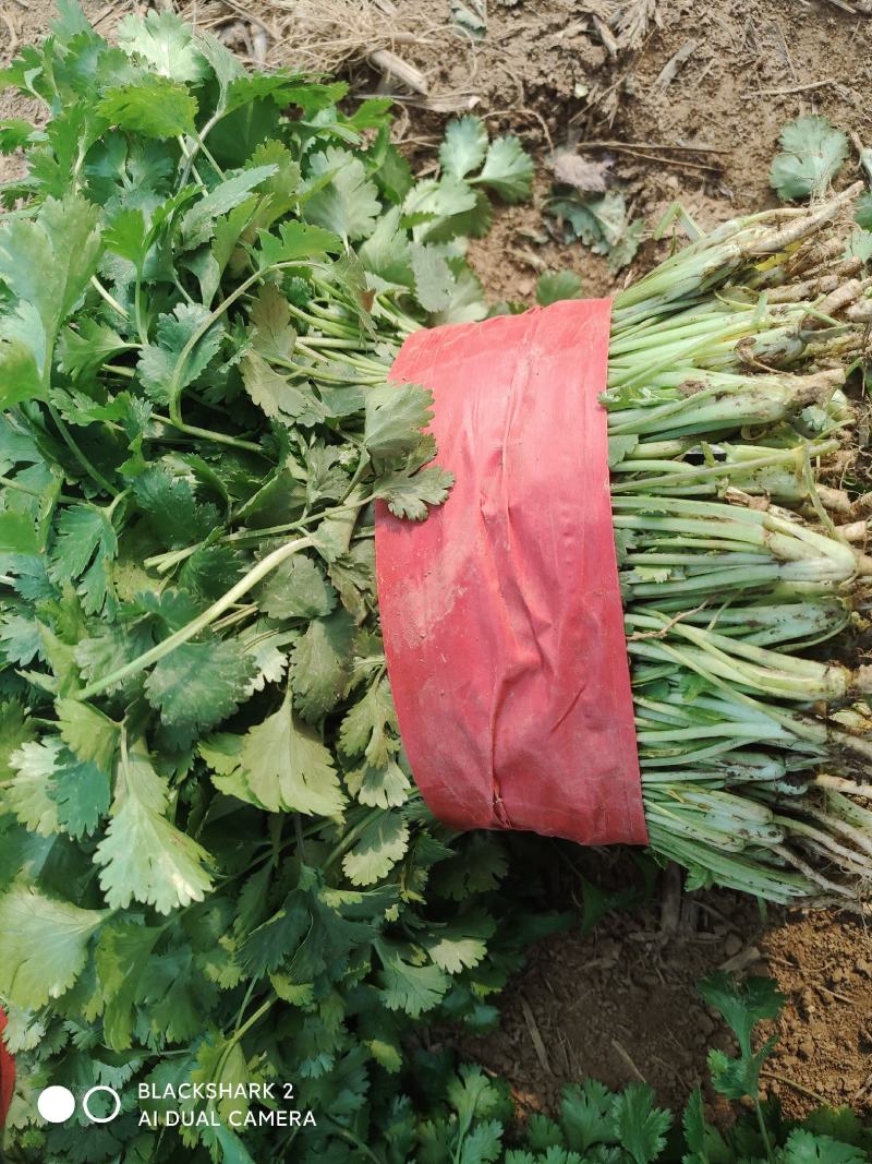 大叶香菜大棚种植基地自产自销现买现摘专业代收