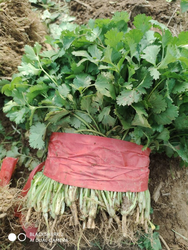 大叶香菜大棚种植基地自产自销现买现摘专业代收