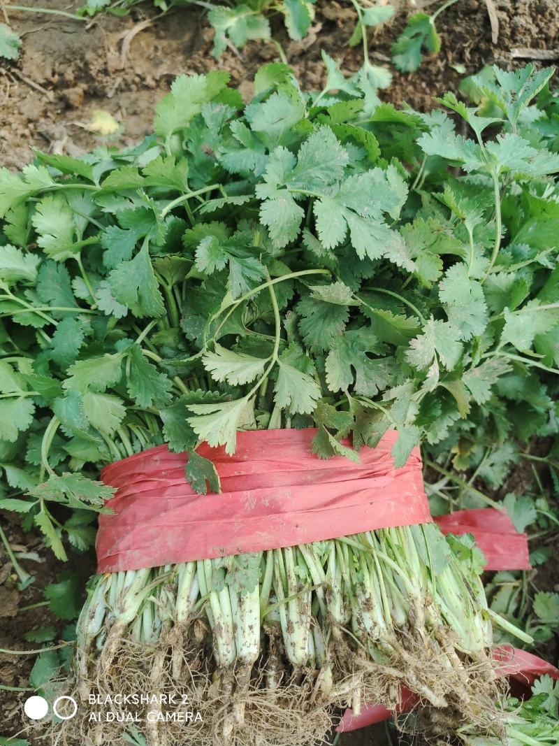 大叶香菜大棚种植基地自产自销现买现摘专业代收