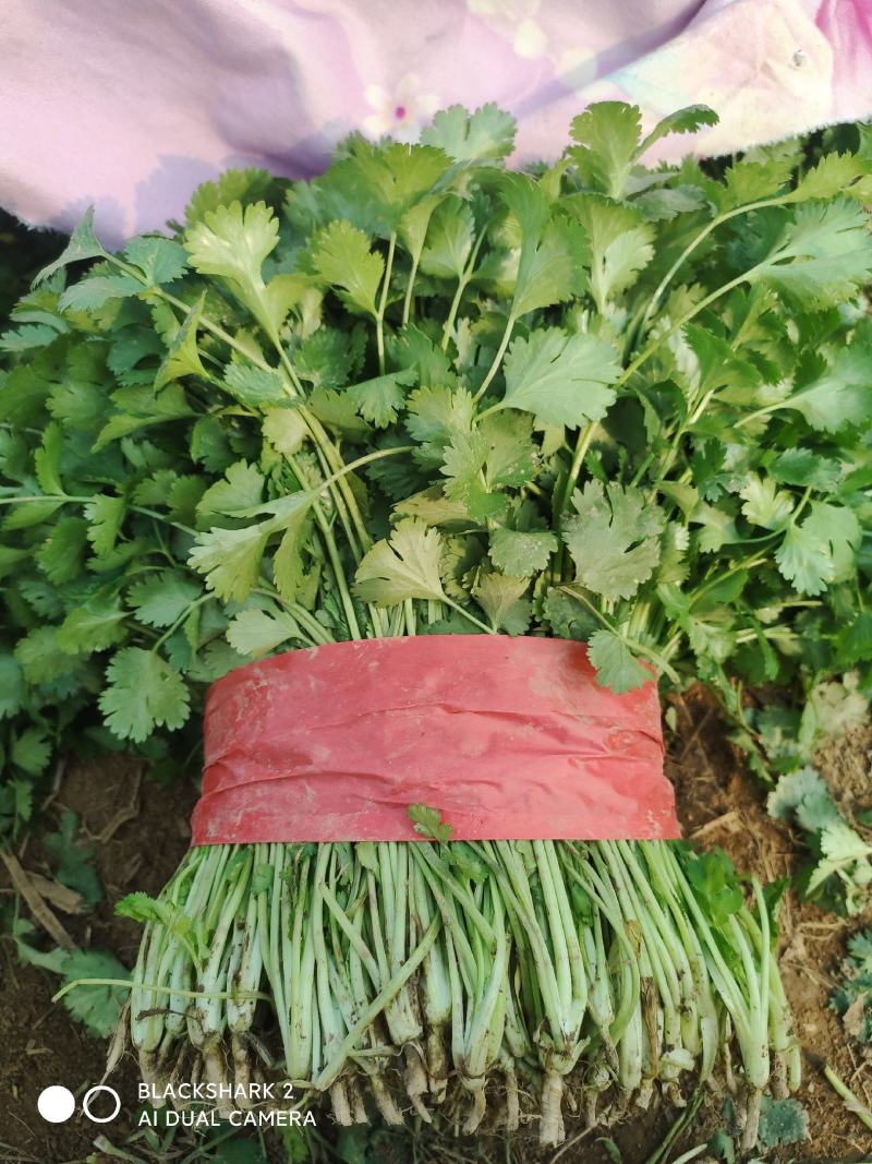 大叶香菜大棚种植基地自产自销现买现摘专业代收