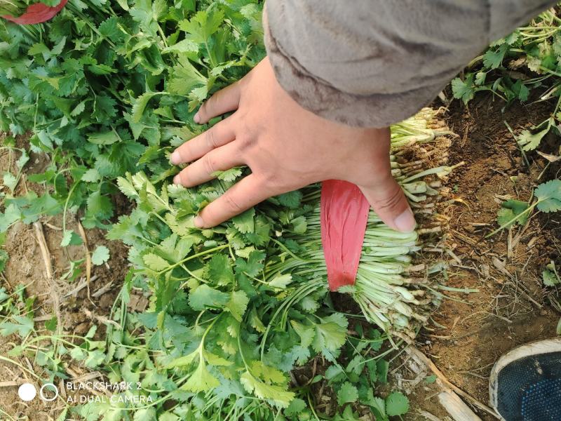 大叶香菜大棚种植基地自产自销现买现摘专业代收