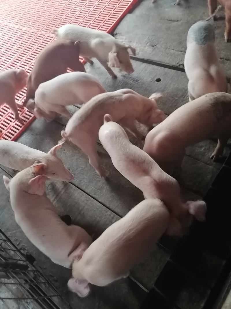 精品育肥仔猪大量现货，我们保证健康防疫齐全需要的老板联系