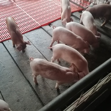 精品育肥仔猪大量现货，我们保证健康防疫齐全需要的老板联系