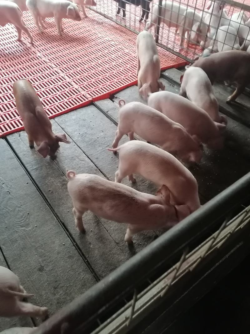 精品育肥仔猪大量现货，我们保证健康防疫齐全需要的老板联系