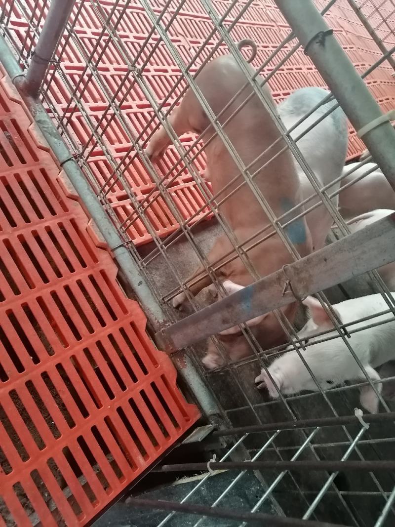 精品育肥仔猪大量现货，我们保证健康防疫齐全需要的老板联系