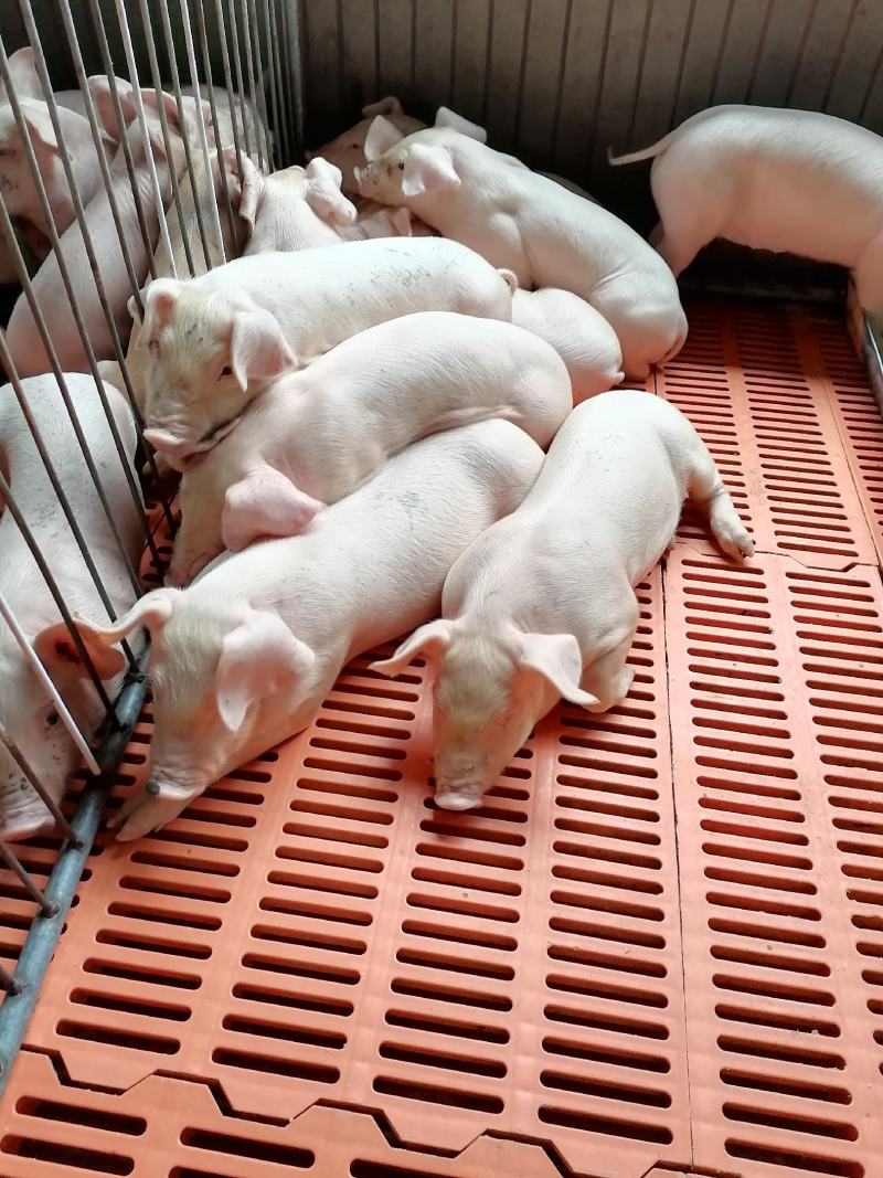 精品育肥仔猪大量现货，我们保证健康防疫齐全需要的老板联系