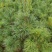 红松苗，嫁接苗，2年挂果，用事实说话，产地货源，量大从优