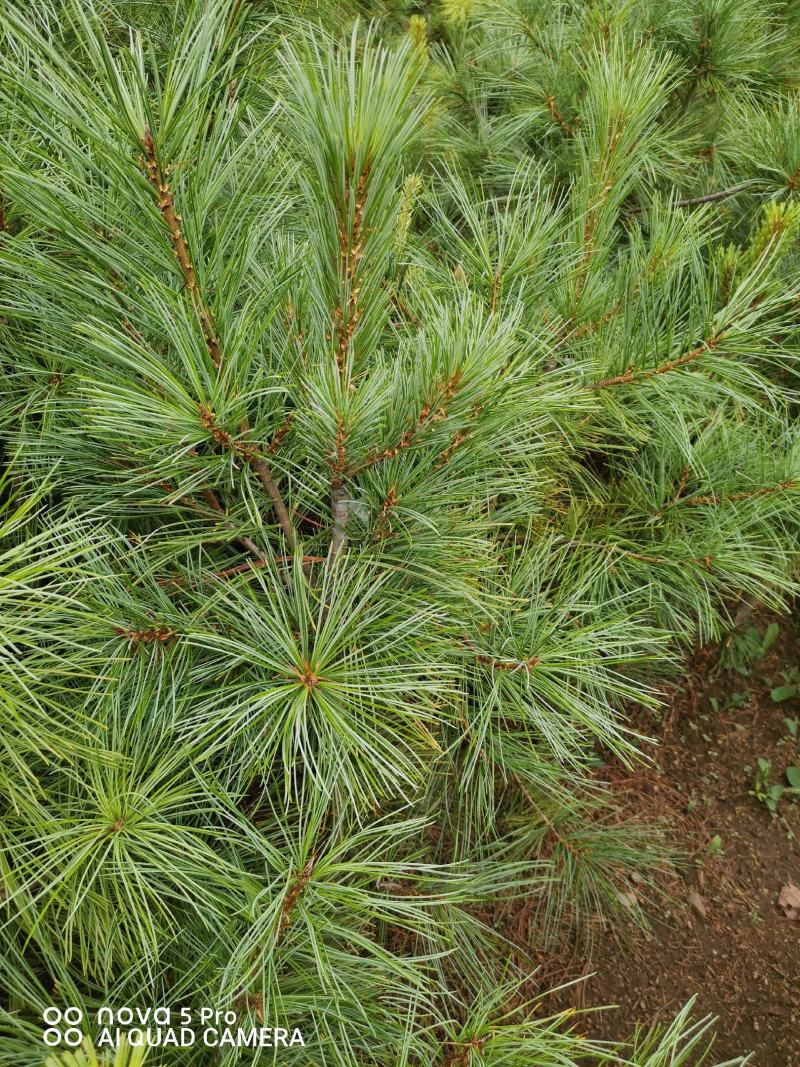 红松苗，嫁接苗，2年挂果，用事实说话，产地货源，量大从优