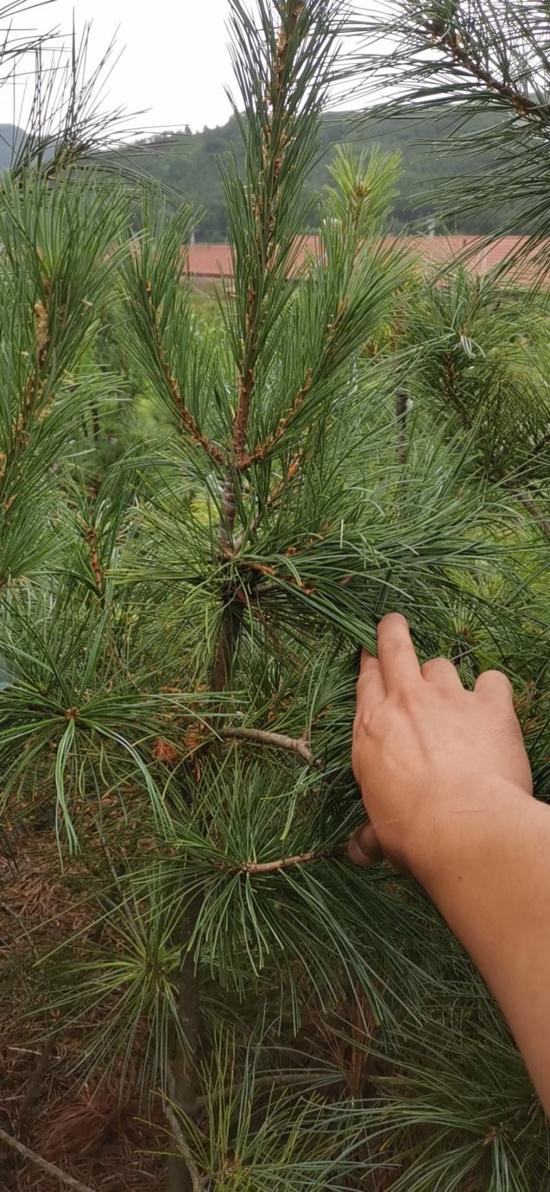 红松苗，嫁接苗，2年挂果，用事实说话，产地货源，量大从优