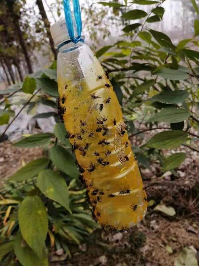 果蝇诱粘剂诱捕器瓜果实蝇针蜂引诱剂杀果蝇药果园果树物理诱