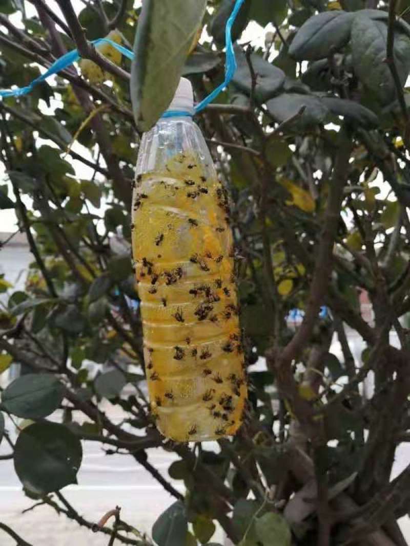 果蝇诱粘剂诱捕器瓜果实蝇针蜂引诱剂杀果蝇药果园果树物理诱