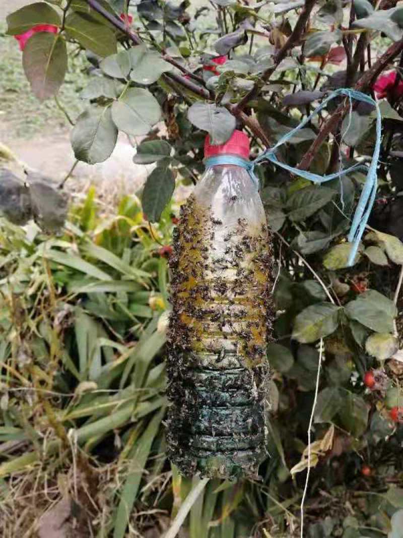 果蝇诱粘剂诱捕器瓜果实蝇针蜂引诱剂杀果蝇药果园果树物理诱