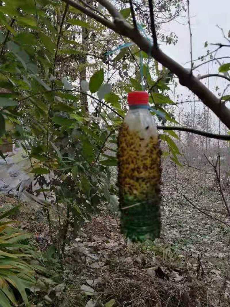 果蝇诱粘剂诱捕器瓜果实蝇针蜂引诱剂杀果蝇药果园果树物理诱
