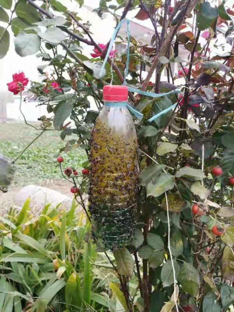果蝇诱粘剂诱捕器瓜果实蝇针蜂引诱剂杀果蝇药果园果树物理诱