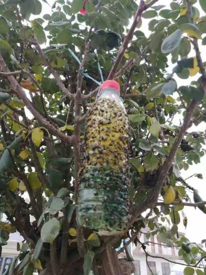 果蝇诱粘剂诱捕器瓜果实蝇针蜂引诱剂杀果蝇药果园果树物理诱